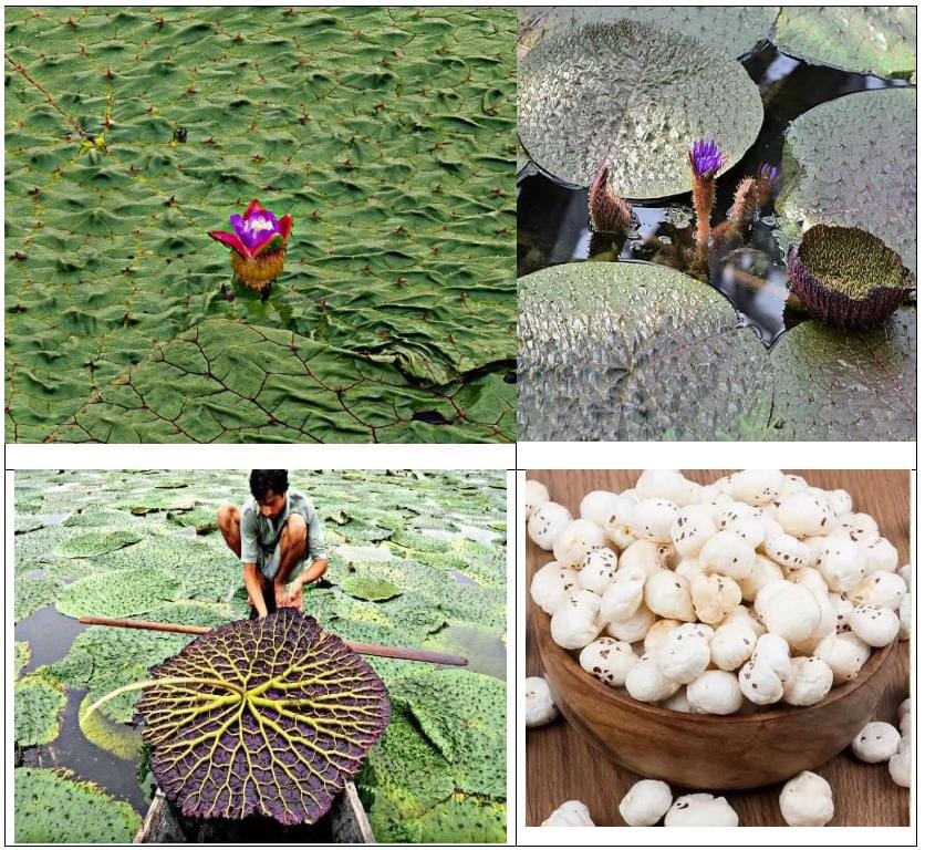 छत्तीसगढ़ मखाना बोर्ड में, मखाना की खेती पर 40 और प्रसंस्करण यूनिट लगाने 50 % अनुदान