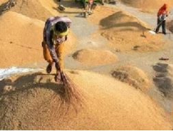 धान खरीदी : टोकन सिस्टम में समय की बंदिश खत्म