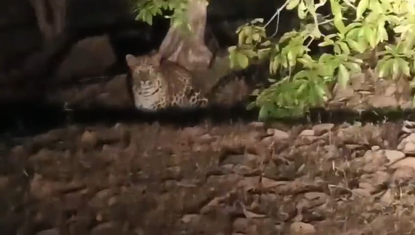 देखें VIDEO :  छुरिया वन परिक्षेत्र में तेन्दुआ की आहट