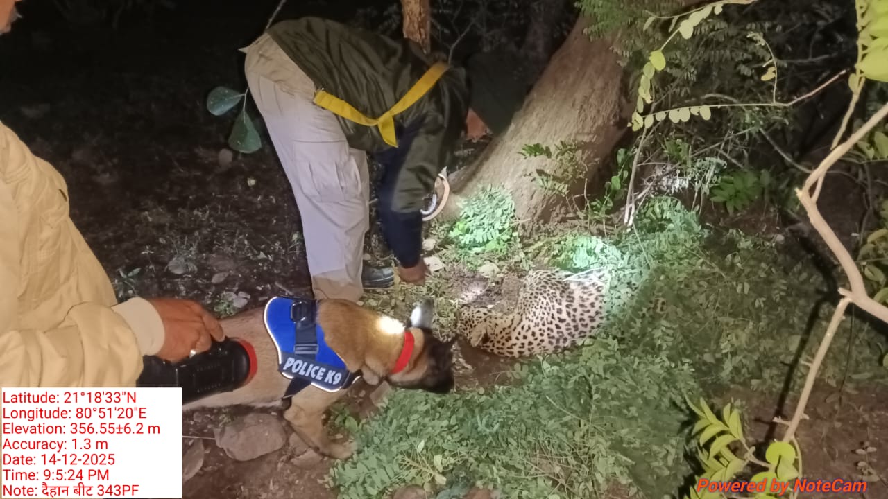 देखें VIDEO : मादा तेन्दुआ की करंट से गई जान, 7 आरोपी गिरफ्तार