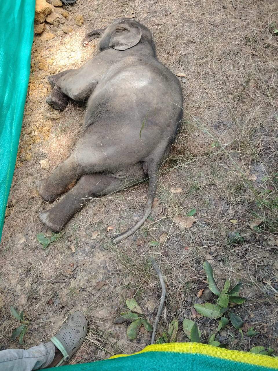 तालाब में डूबने से हाथी के बच्चे की मौत, रात भर चिंघाड़ते रहा हाथियों का दल