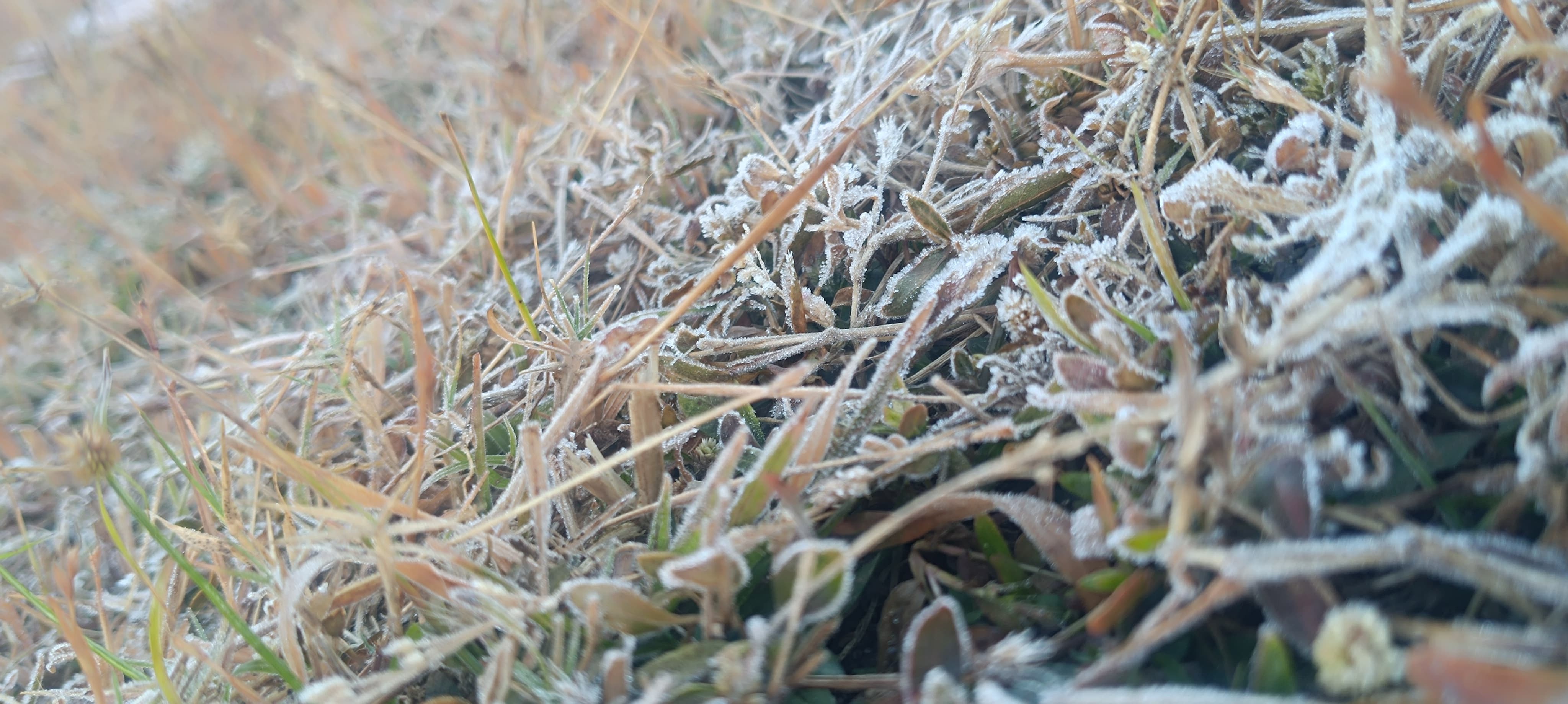 सरगुजा में कड़ाके की ठंड,  मैनपाट में पाले की चादर