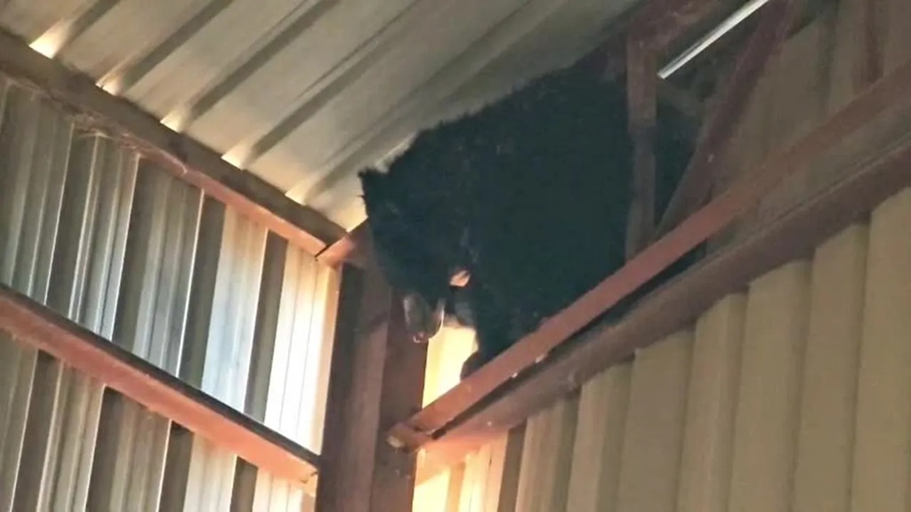 शहद के लालच में भालू  30 फीट ऊंचे टिन शेड पर फंसा