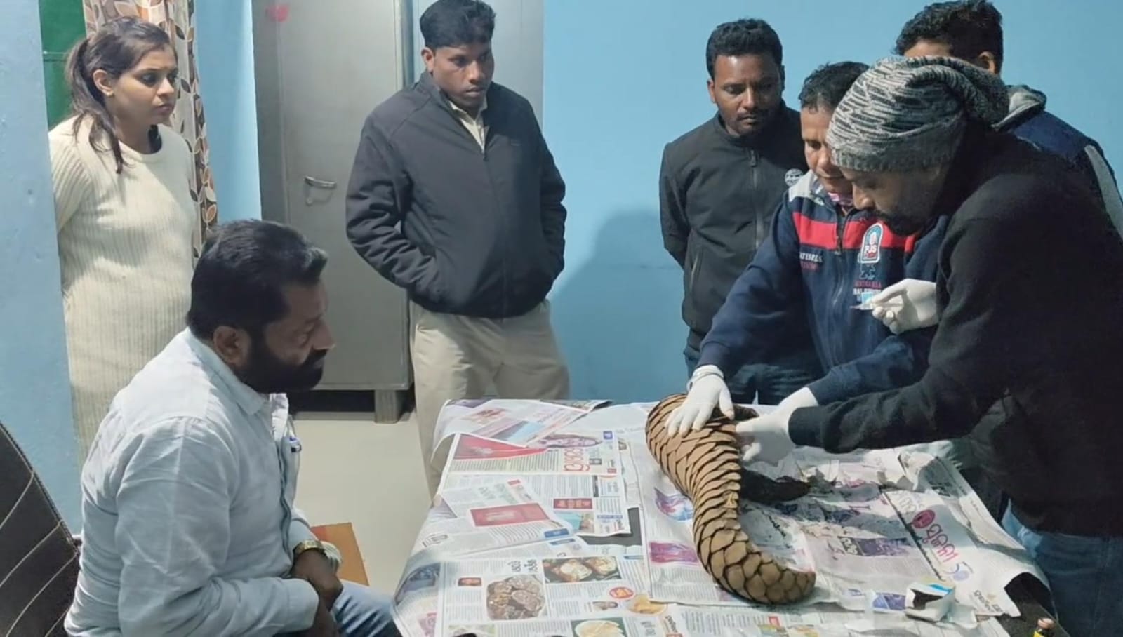 अंतर्राज्यीय पेंगोलिन तस्कर गिरोह पकड़ाया, एक जीवित पेंगोलिन बरामद