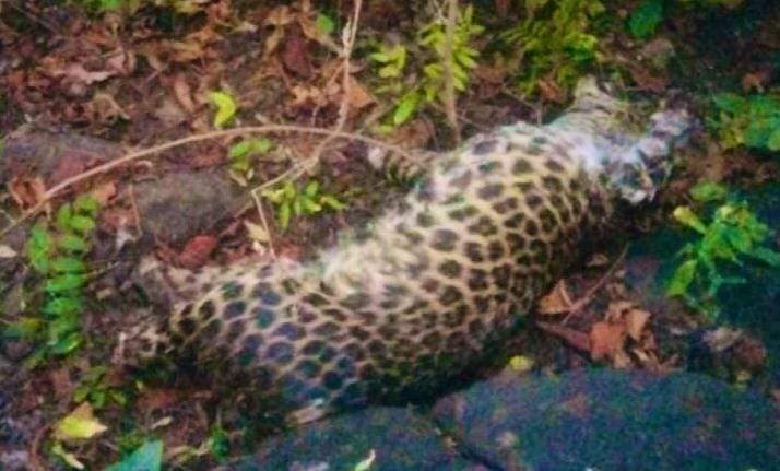 मगरलोड में तेंदुए का शिकार, पंजा काटकर ले गए