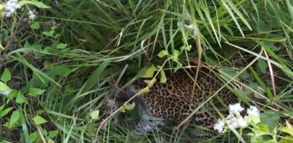 ड्रोन फेल होने पर एसडीओ ने जान जोखिम में डालकर पकड़ा घायल तेंदुआ, समय पर इलाज से बची जान