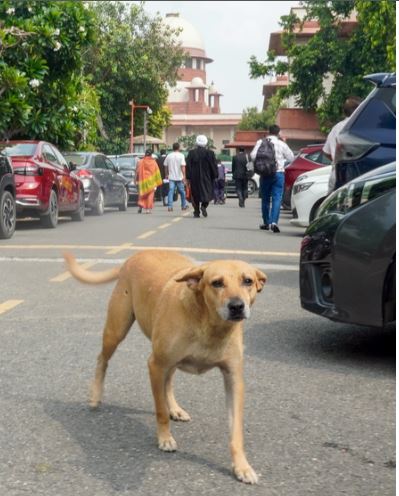 नकली रेबीज वैक्सीन अलर्ट: इंडियन इम्यूनोलॉजिकल्स ने ऑस्ट्रेलियाई दावों को किया खारिज