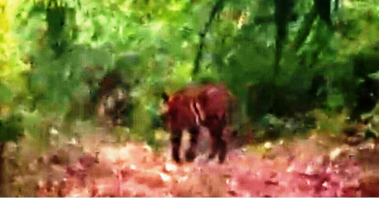 अचानकमार टाइगर रिजर्व में रायपुर के परिवार ने किया बाघ का दीदार