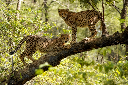 मप्र के कूनो उद्यान में 2025 में 12 चीता शावकों का जन्म, तीन की मौत के बाद कुल संख्या हुई 30