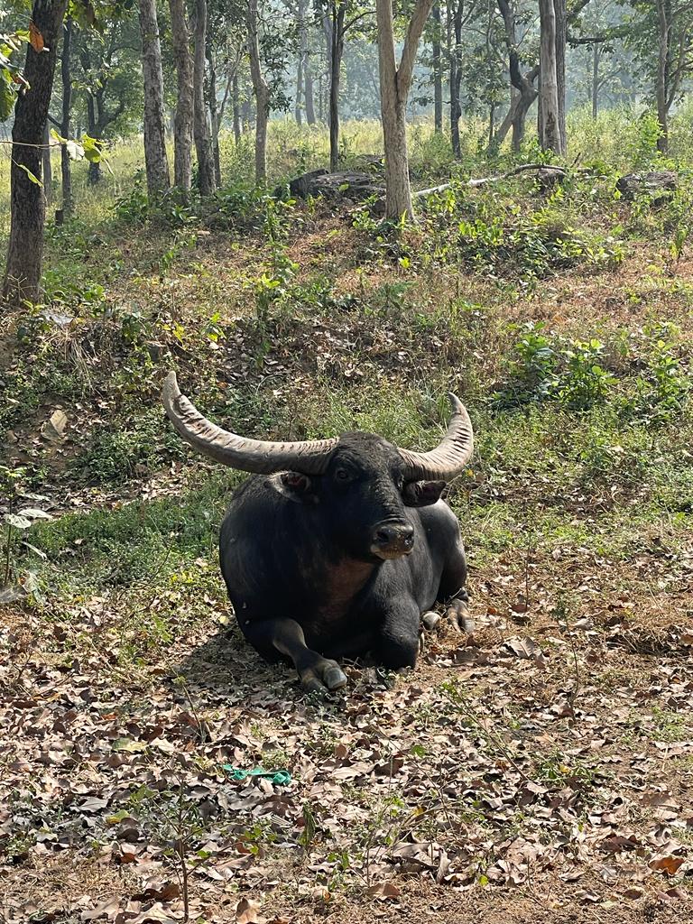 हाईब्रिड वनभैंसों को खदेड़ा, अब  संख्या बढ़ाने नए सिरे से कोशिश