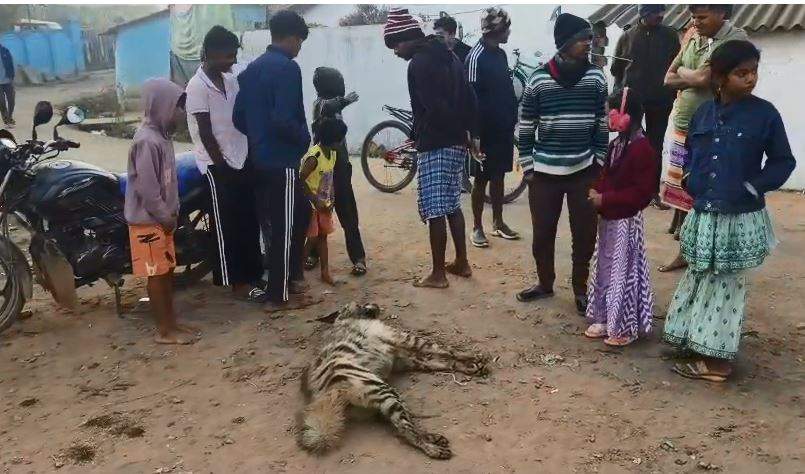 वाहन की ठोकर से लकड़बग्घा की मौत