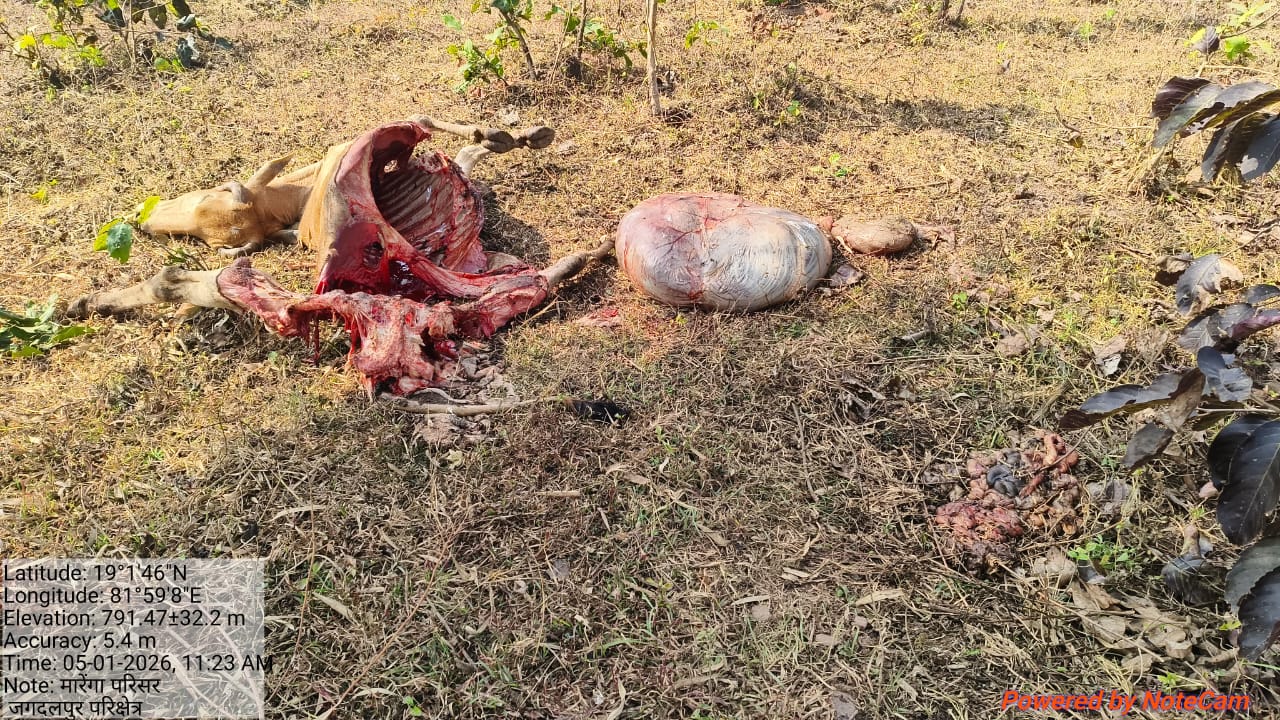 मारेंगा में मिला मवेशी का क्षत-विक्षत शव, शेर ने किया शिकार