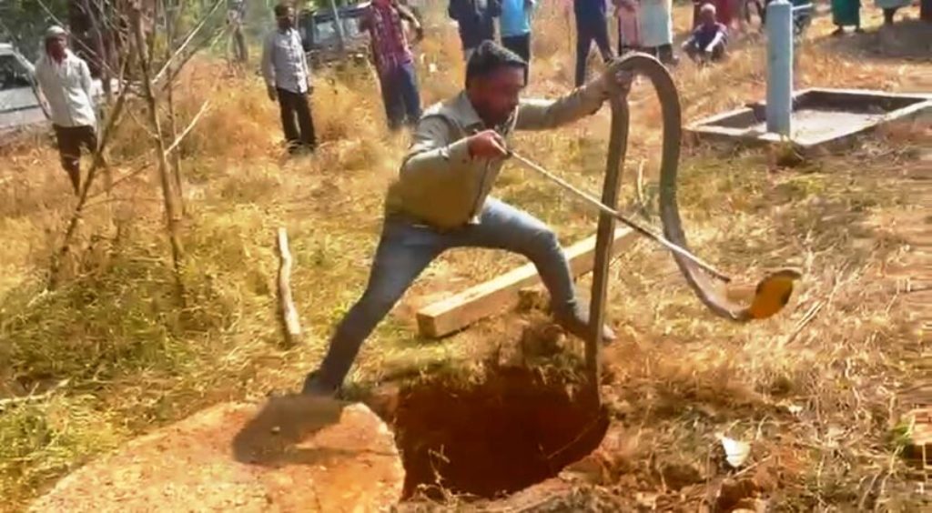 सेप्टिक टैंक में फंसा 12 फीट का किंग कोबरा, वन अमले ने रेस्क्यू कर जंगल में छोड़ा