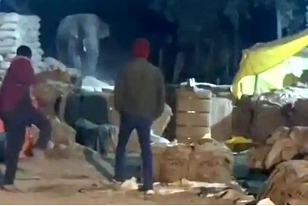 उपार्जन केंद्र में घुसा दंतैल हाथी, बोरियों में भरे धान से भूख मिटाई  