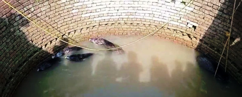 कुएं में फंसे छह जंगली सूअर, वन विभाग ने चलाया सफल रेस्क्यू