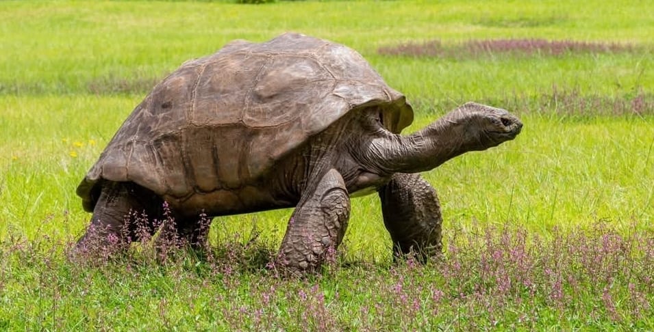 ‘छत्तीसगढ़’ का  संपादकीय : कछुओं का बुरा मानना कुछ नाजायज तो नहीं