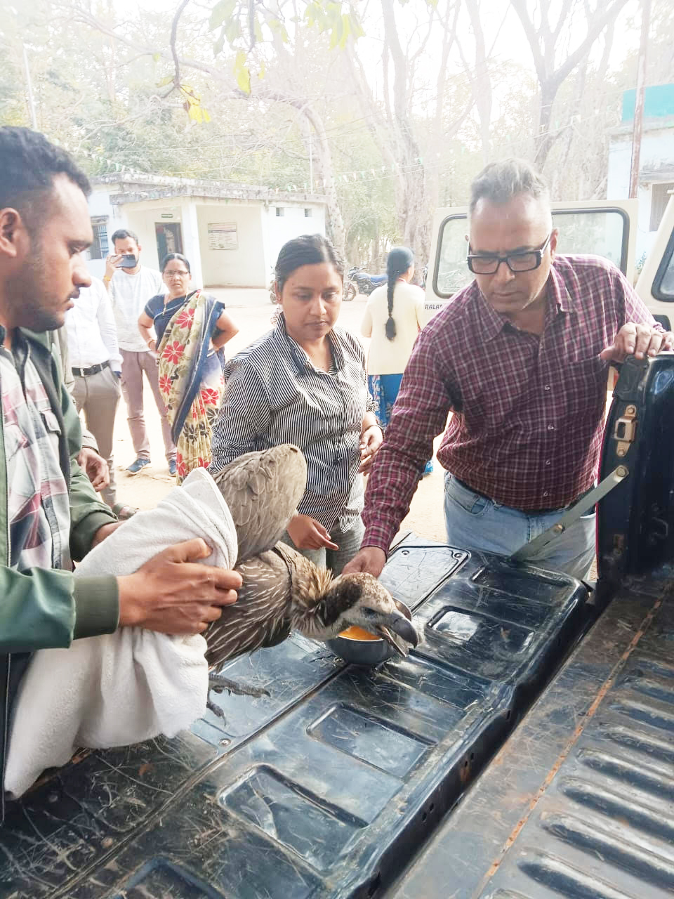 महाराष्ट्र से छत्तीसगढ़ तक की उड़ान, उदंती-सीतानदी में मिला बीमार गिद्ध