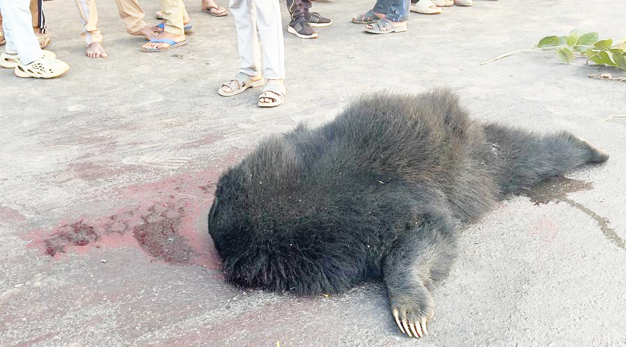 चारपहिया वाहन की टक्कर से भालू की मौत, जांच