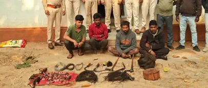  जाल बिछाकर जंगली सूअर का शिकार, चार गिरफ्तार