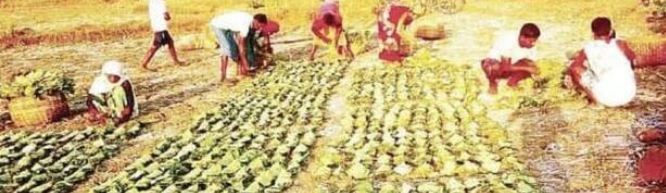 तेंदूपत्ता के टेंडर में अनियमितता का आरोप, ठेकेदार जाएंगे कोर्ट