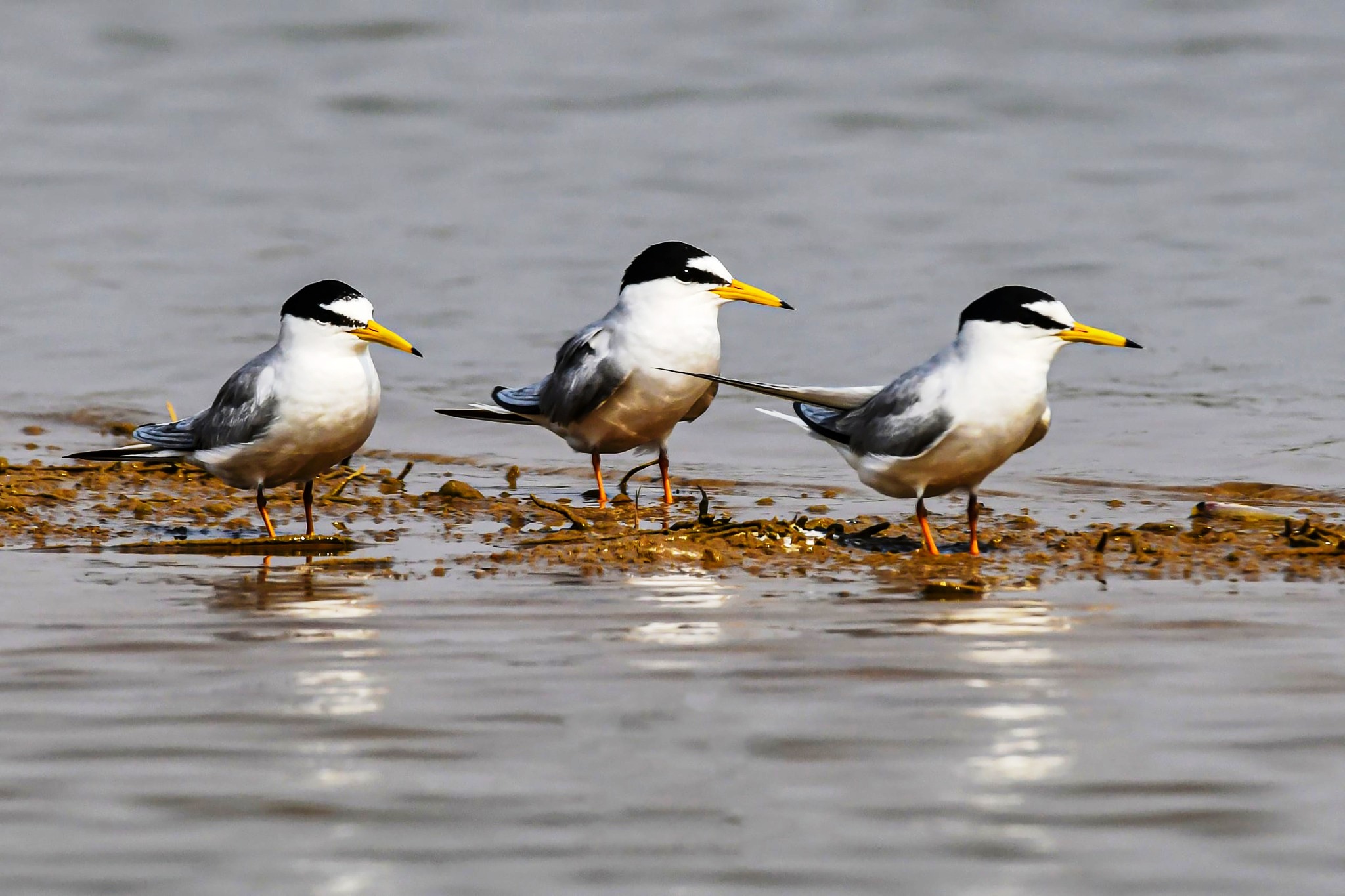 संरक्षित रामसर स्थल कोपरा जलाशय में टैंकरों से पानी की चोरी