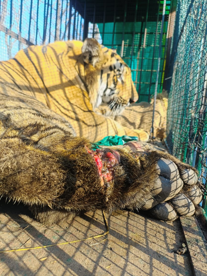 मध्यप्रदेश से लाए जा रहे बाघ, तमोर पिंघला में तैयारी