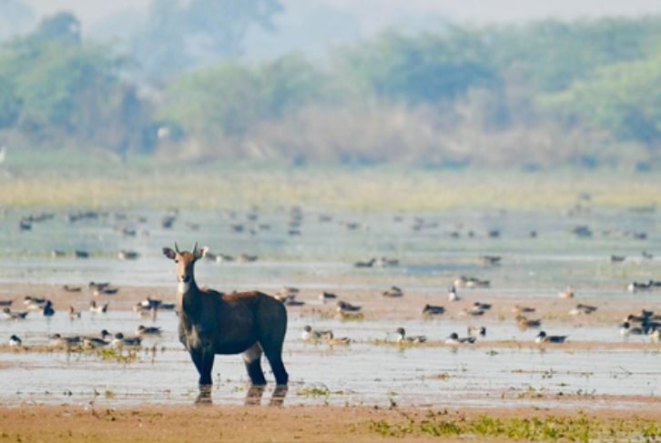 प्रधानमंत्री मोदी ने एटा बर्ड सेंचुरी और कच्छ छारी-ढांड को रामसर साइट के रूप में मान्यता पर जताई खुशी 