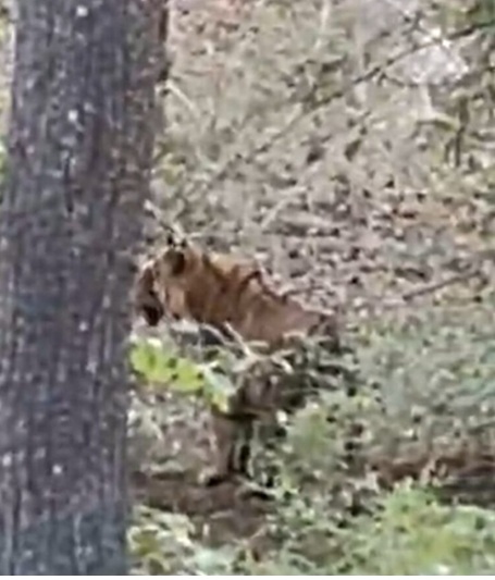 अचानकमार में सफारी के दौरान बाघ दर्शन