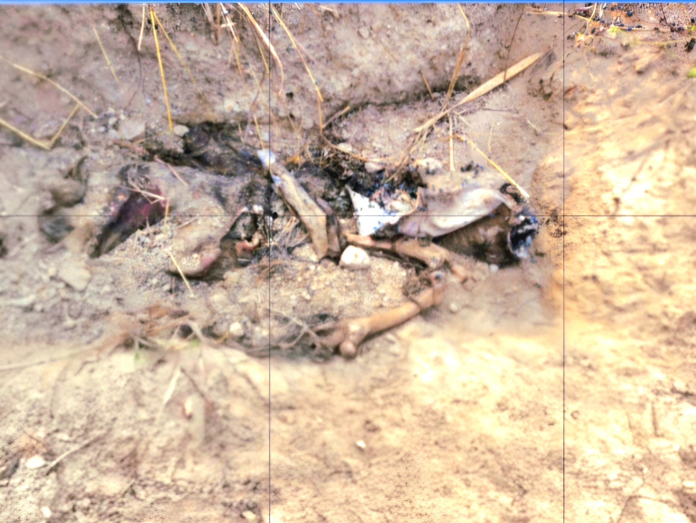 पिथौरा वन क्षेत्र में कई जंगली सुअर मृत मिले, जांच में जुटा वन विभाग