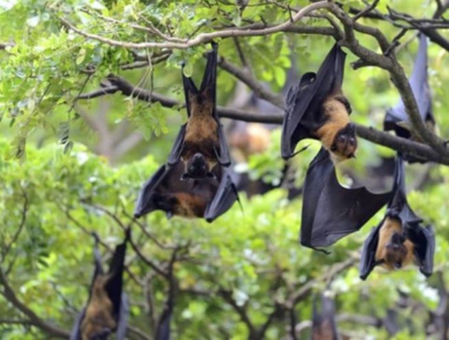 बांग्लादेश में निपाह वायरस से महिला की मौत, दो हफ्ते पहले ही भारत में मिले थे दो केस