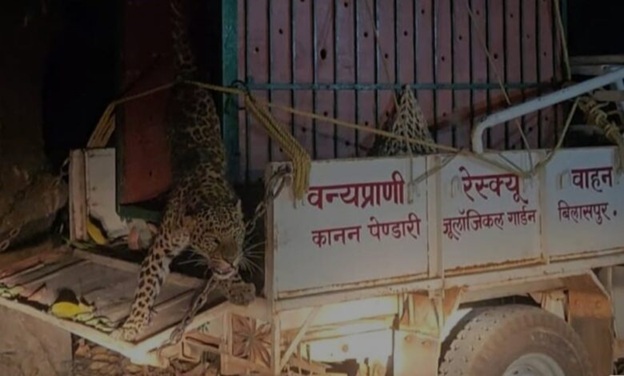 सूअर के लिए बिछाए जाल में फंसा तेंदुआ, ‘नीतू’ की मदद से शिकारी गिरफ्तार