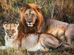 पाक : असाध्य बीमारी से पीड़ित नौ शेर और दो जिराफ को ‘दया मृत्यु’ दी गई