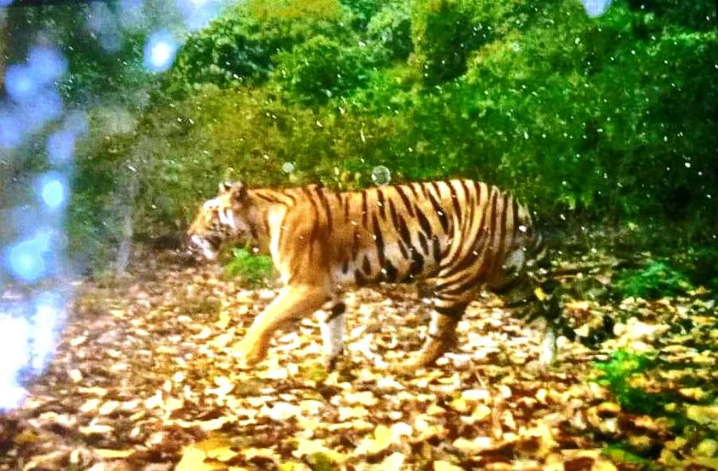 बाघिन के खौफ से ग्रामीणों का तालाब जाना छूटा, बच्चे घरों में कैद  