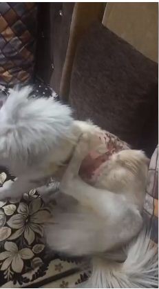 उबलते पानी से  पालतू कुत्तों पर क्रूरता, FIR दर्ज