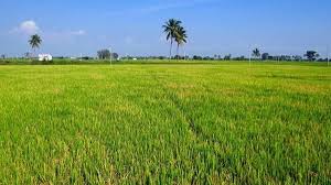 खाद की बड़ी किल्लत, अब खरीफ के लिए नीले-हरे शैवाल, जैव उर्वरकों का सहारा 