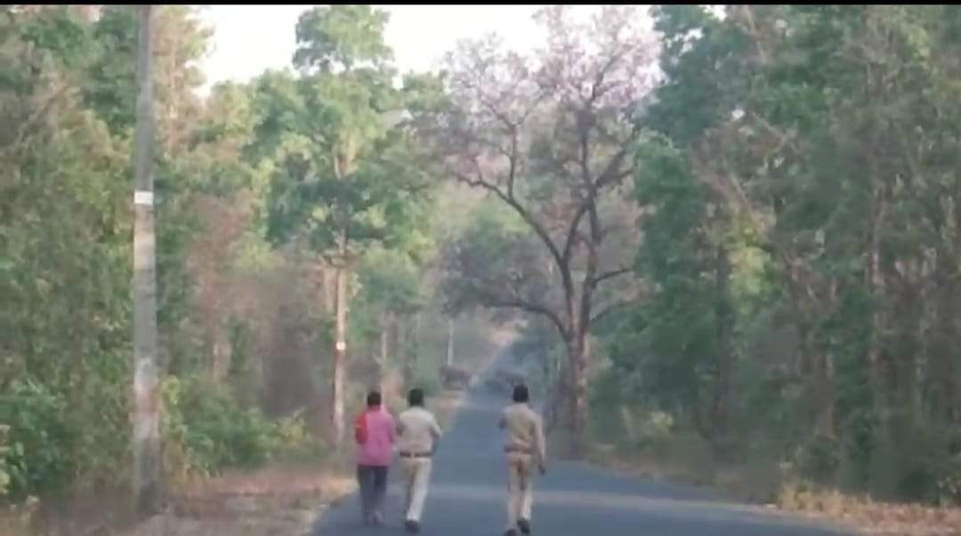 रामचंद्रपुर क्षेत्र में 22 हाथियों की मौजूदगी, गांवों में दहशत