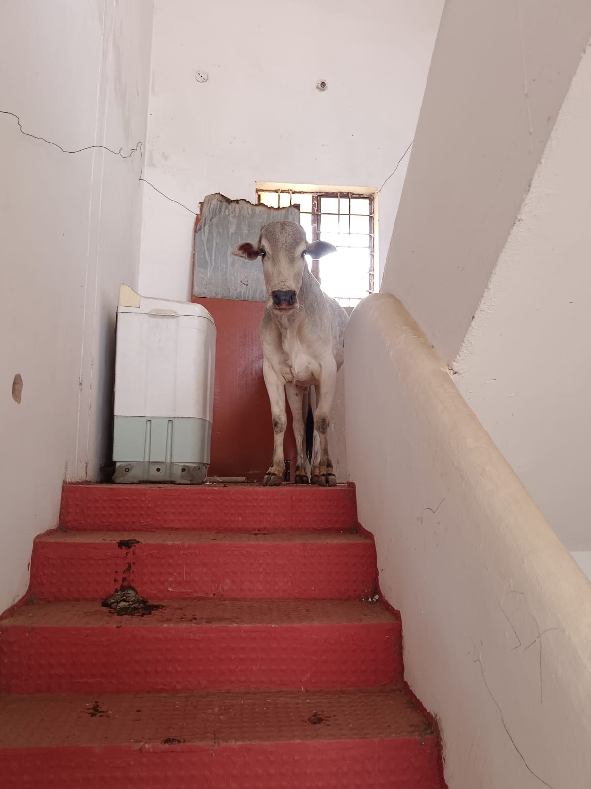 छत पर फंसे बैल को चार दिन बाद सुरक्षित उतारा