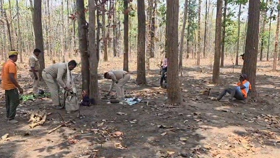 मरवाही वन मंडल में बेशकीमती 122 पेड़ों की अवैध कटाई