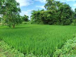 ​डिजिटल क्रांति: छत्तीसगढ़ में अब घर बैठे मिलेंगी भूमि संबंधी सभी ऑनलाइन सुविधाएँ