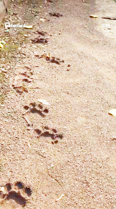 तिरिया जंगल के पुल के पास दिखा पद चिन्ह