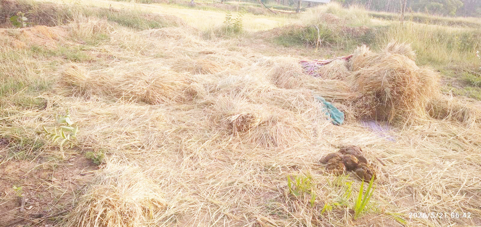 हाथी का उत्पात, धान की खरही रौंदी