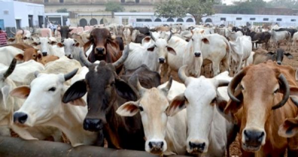 यूपी की गौशाला में बजाए जाएंगे भजन