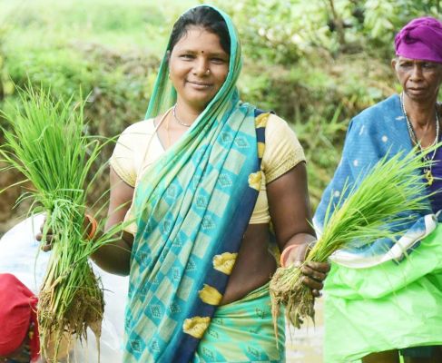 बालको के प्रोत्साहन से किसानों ने ली स्वास्थ्यवर्धक काले चावल की फसल