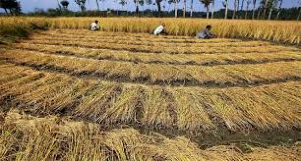 क्या है फसल बीमा कार्यक्रम