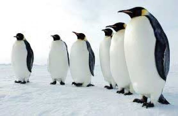 पेंग्विन