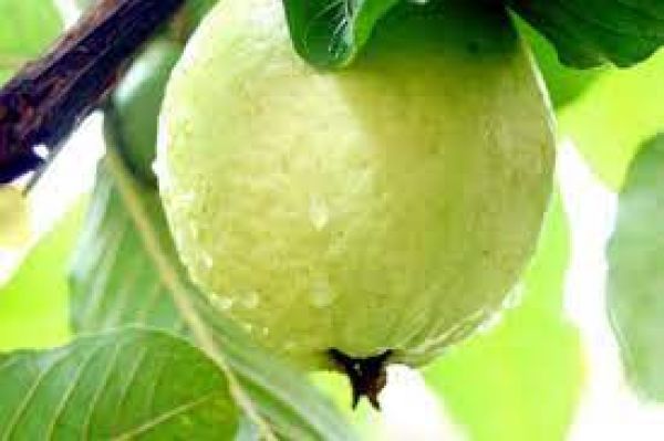  हर दिन हॉट सीट 8 दिसंबर