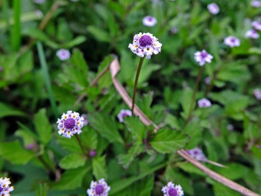  जल पीपल किसे कहते हैं?