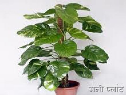 मनी प्लॉट पर फूल क्यों नहीं लगते?