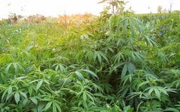 भांग के रेशे से कागज और कपड़े