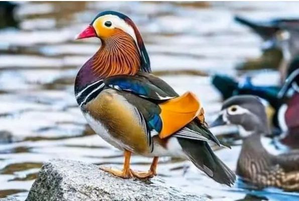 2021 में देखे गए Top 5 दुर्लभ पशु-पक्षी, जिन्हें देखने के बाद आप कहेंगे- कुदरत का करिश्मा!